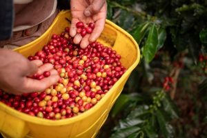 Coffee Quality Hub Launches