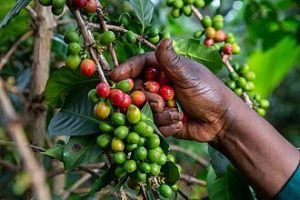 Ethiopia Tightens Coffee Export Rules