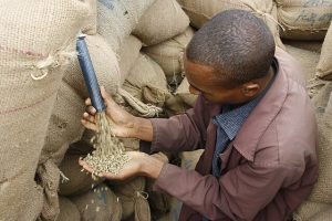 August Coffee Exports Total Shs722B