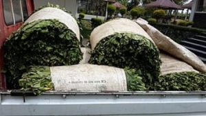 Zimbabwe Lifts 2025 Growth Forecast