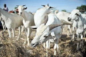 Livestock Exports to Hit $1B in 2025