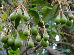 AFA Halts Avocado Sea Exports