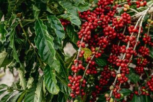 Ethiopia’s Coffee Exports Earn $546M