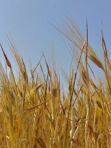 Nile Breweries Honors Barley Farmers