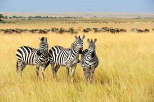 Kenya Tourism Triumphs in Global Awards
