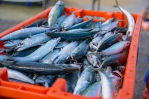 Ethiopia Reports Rise in Fish Output