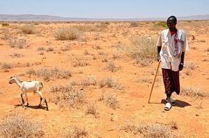 Amnesty Faults Somalia on Drought Aid