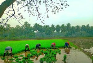 Agriculture Faces EU Export Risks