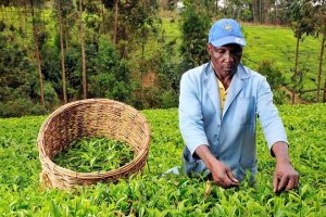 Kenya Targets Higher Tea Earnings