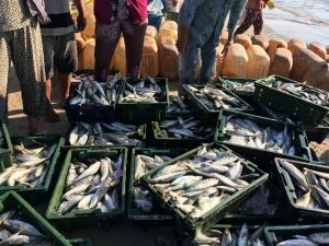 Somalia Starts Fisheries Modernization