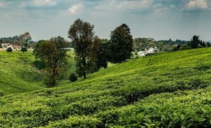 KTDA Reports Higher Tea Sales in 2025