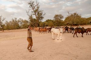 Livestock Sector Lifts Tanzania GDP