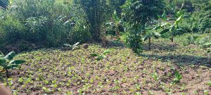 DFCU Strengthens Uganda Farming Pact