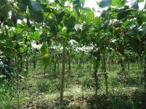 Tanzania Boosts Ecological Farming
