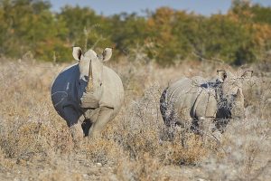 Uganda Receives Eight Rhinos From SA