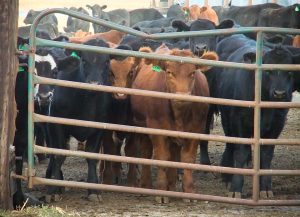 TISEZA Unveils New Investment Regime