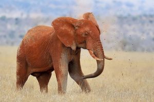 Iconic Amboseli Elephant Dies