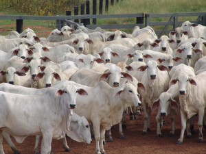 Qatar, Ethiopia Expand Livestock Trade