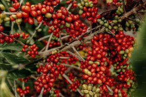 Jimma Coffee Growth Fuels Tourism Trade