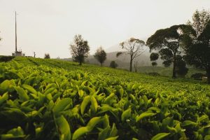 Tea Sector Gains Under Green Plan