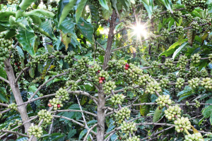 Ethiopia Expands Coffee Export Value