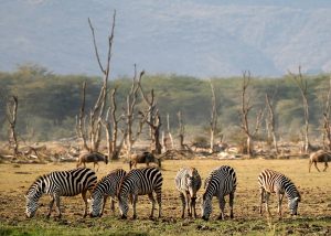 Tanzania Expands Tourism Amid Evictions