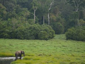 Bid to Save Lundazi Forest