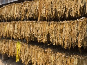 Irrigation Boosts Zimbabwe Tobacco Crop