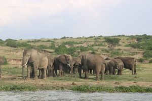 Uganda Maintains Tourism Amid Tension