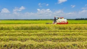 Kenya Faces Rising Rice Prices