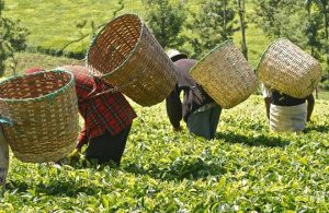 Calls Grow to Shield Tea Farmers