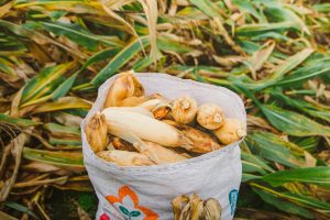 Zimbabwe Exceeds Maize Planting Target